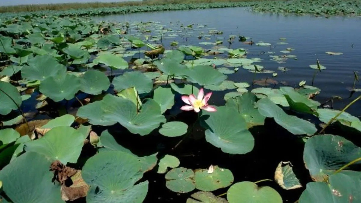 مراسم بزرگداشت "روز جهانی تالاب ها" برگزار می‌شود