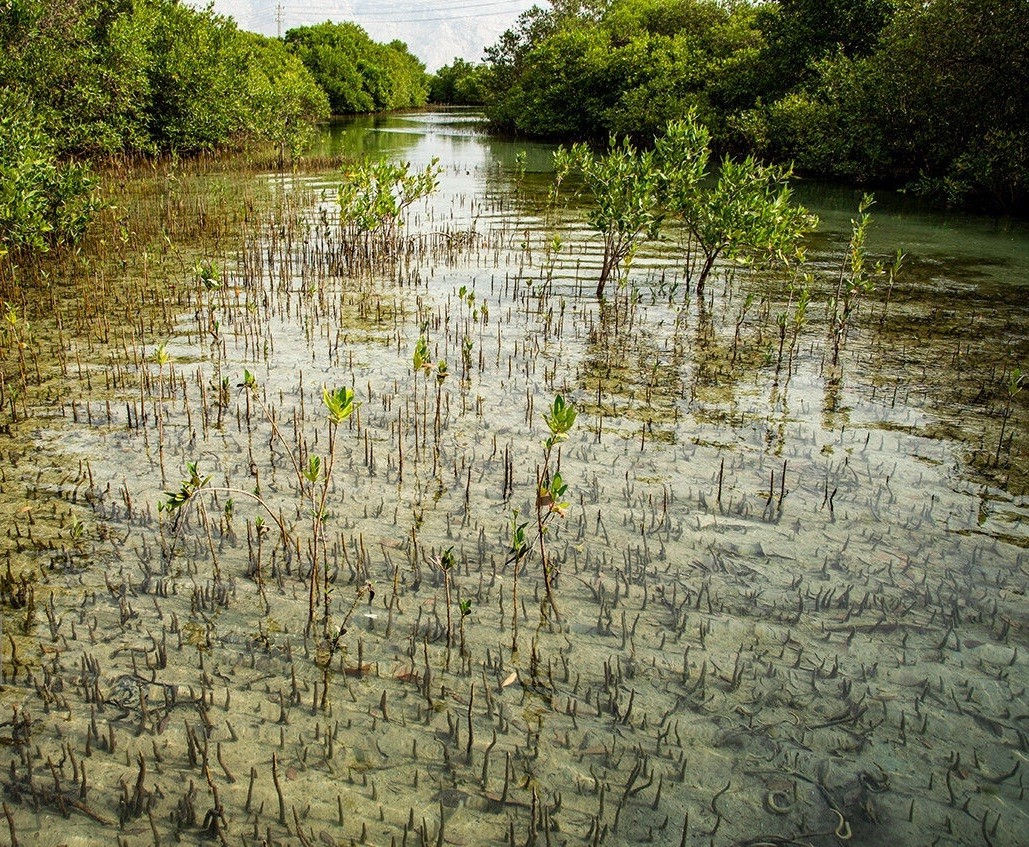 کاشت یک میلیون نهال حرا طی سال ۱۴۰۴/ گام بزرگ ایران برای احیای اکوسیستم‌های دریایی